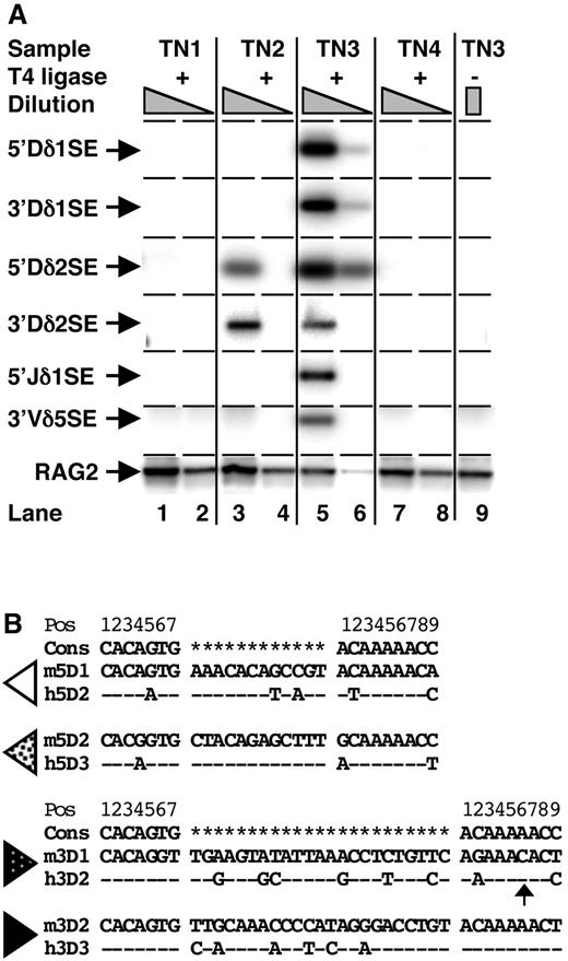 FIGURE 5. A, Accumulation of TCRδ locus signal end (SE) breaks during early mouse thymocyte development. Anchor ligation-mediated PCR amplification of signal end breaks of the D1, D2, J1, and Vδ5 genes. DNA from mouse TN1–4 thymocytes was ligated to a double-strand anchor with T4 ligase, PCR-amplified, and hybridized to specific probes. Amplification of the single copy RAG-2 gene served as a loading control. The 5-fold serial dilutions are shown. The last lane shows a negative control with undiluted, unligated TN3 DNA. The positions of the specific products are marked with arrows (left). B, DNA sequence comparison of the RS of the mouse (m) and human (h) TCRδ D genes. The consensus (Cons) heptamer and nonamer motifs (3 ) are also shown. Dashes indicate nucleotide identity. Human D2 and D3 are the orthologs of mouse D1 and D2, respectively. The arrow indicates the highly unusual variation in the sixth position of the nonamer of the 3′D1 (mouse)/3′D2 (human) 23RS.