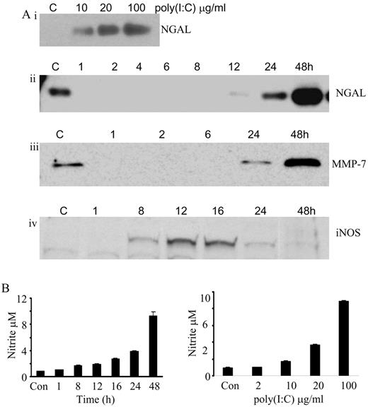FIGURE 2. Poly(I:C) up-regulates NGAL, MMP-7, and iNOS expression. Confluent monolayers of T84 cells were stimulated with NGAL protein expression (Ai) at various doses of 10–100 μg/ml poly(I:C) (Aii). Supernatants from wells treated with 100 μg/ml poly(I:C) collected at different times and subjected to SDS-PAGE immunoblotting. NGAL (Aii), MMP-7 (Aiii), and T84 (Aiv) cell lysates were prepared from six-well plates treated with 100 μg/ml poly(I:C) and subjected to SDS-PAGE immunoblotting for iNOS. B, Nitrite levels were measured in supernatants from cells stimulated with 100 μg/ml poly(I:C) at different time points (left panel) and at various doses of poly(I:C) (right panel). The figure shown is a representative of two experiments.