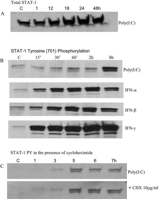 FIGURE 3. Poly(I:C) up-regulates STAT-1 and induces tyrosine phosphorylation. Epithelial cells were stimulated with 100 μg/ml poly(I:C) or 200 IU/ml IFN-α, IFN-β, or IFN-γ as indicated times. Cells were lysed and assayed for total and phosphorylated STAT-1 by SDS-PAGE immunoblotting. Total STAT-1 (A), STAT-1 tyrosine phosphorylation (B), and STAT-1 tyrosine phosphorylation (C) in the presence of 10 μg/ml cycloheximide (CHX).