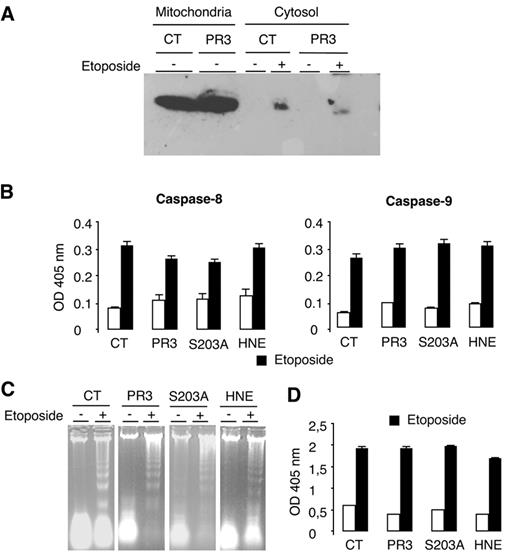FIGURE 4. Investigation of apoptosis features in RBL/PR3 under basal condition. Control RBL and RBL/PR3 were incubated with or without etoposide (10 μM, 15 h). A, Western blot analysis of cytochrome c in different subcellular fractions. Cells were disrupted in a potter and subcellular fractionation was performed to obtain a fraction enriched in mitochondria or cytosol. Western blot analysis was performed using a mouse monoclonal anti-cytochrome c. In basal conditions, cytochrome c was present only in the mitochondria fraction both in control RBL and in RBL/PR3, whereas after etoposide-induced apoptosis, cytochrome c was detected in cytosol. Interestingly, in PR3-transfected cells, no cytochrome c release from mitochondria was visualized in basal condition. Four independent experiments have been performed and the results of a representative experiment are shown. B, Measurement of caspase-8 and caspase-9 activities. Colorimetric measurement of caspase activities was performed using a specific caspase-8 (Ac-IETD-pNA) and caspase-9 (Ac-LEDH-pNA) substrate in RBL transfectants. No significant difference for both caspase-8 and caspase-9 activities was found between RBL/PR3 and other transfectants either under basal condition or after apoptosis induction. Results are given as the mean ± SEM from three independent experiments. C, Analysis of DNA fragmentation by DNA ladder. DNA fragmentation was analyzed on agarose gel after DNA extraction and precipitation. In basal condition no DNA fragmentation was detected in all transfectants, even in RBL/PR3 whereas DNA fragmentation was observed after etoposide-induced apoptosis. Three independent experiments have been performed and the results of a representative experiment are shown. D, Measurement of cytoplasmic histone-associated DNA fragments by ELISA. Cells were lyzed and the soluble fraction containing histone-associated DNA fragments was quantified using antihistone and anti-DNA Abs. The amount of DNA fragment was determined by OD at 405 nm. Under basal conditions, the same quantity of histone-associated DNA fragments was measured both in control RBL (CT) and in RBL/PR3. After etoposide-induced apoptosis, a significant increase in cytoplasmic histone-associated DNA fragments was observed in all transfectants. No difference in the amount of histone-associated DNA fragment was detected between RBL/PR3 and other transfectants under basal condition or after etoposide treatment, respectively. Results are given as the mean ± SEM from six independent experiments.