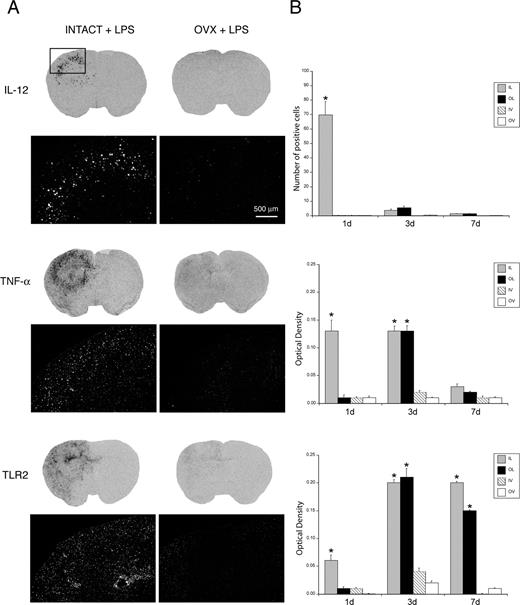 FIGURE 2. The innate immune response is altered in the brain of ovariectomized (OVX) mice. A, Photomicrographs depicting hybridization signal of IL-12p40 (top), TNF-α (middle), and TLR2 (bottom) mRNA 24 h after the intrastriatal LPS infusion. The coronal sections were taken from the x-ray film (Biomax; Kodak), whereas darkfield photomicrographs were taken from the same section dipped into the nuclear emulsion milk (NTB-2; Kodak). B, Quantitative analysis of the different cytokine transcripts in the ipsilateral side. The number of IL-12-expressing cells (top) in four coronal sections of each animal with OD measurements (middle and bottom) are shown. Values are mean ± SEM of three to four mice per group, and statistical analysis was performed using a two-way ANOVA followed by a Bonferroni-Dunn posthoc test (StatView 4.5). ∗, Significantly different (p < 0.05) from their corresponding vehicle-treated groups. Scale bar represents 500 μm. IL, intact LPS; OL, OVX LPS; IV, intact vehicle; OV, OVX vehicle.
