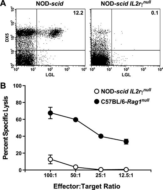 FIGURE 4. Absence of NK cells in NOD-scid IL2Rγnull mice. A, Representative flow cytometric data showing the presence of DX5+LGL+ NK cells in the spleen of a NOD-scid mouse and the absence of DX5+LGL+ NK cells in the spleen of a NOD-scid IL2Rγnull mouse. B, Poly(I:C)-induced NK cell activity of spleen cells against YAC-1 target cells. Spleen cells from four to five males from each strain at 6–8 wk of age injected 36 h earlier with poly(I:C) as described in Materials and Methods were used as effector cells. Each value represents the mean of data from four to five mice.