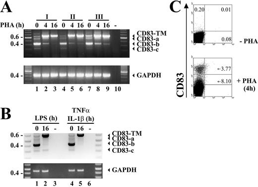 FIGURE 1. Identification of alternatively spliced CD83 mRNA variants. PBMCs from three healthy volunteers (I–III) were isolated and left either untreated (A, lanes 1, 4, and 7; B, lanes 1 and 4; C, upper part) or were stimulated for 4 (A, lanes 2, 5, and 8; C, lower part) or 16 h (A, lanes 3, 6, and 9; B, lanes 2 and 4) with PHA (A) or LPS or TNF-α/IL-1β (B). A total of 1 × 107 cells were harvested and total RNA was isolated (A and B); and additionally, 1 × 105 cells were used for FACS analysis (C). A and B, Total RNA was transcribed into cDNA, and RT-PCR using primers spanning the whole ORF was performed. GAPDH was used as a control. C, A total of 1 × 105 cells were incubated with human CD83-PE-labeled Ab (y-axis) and analyzed by flow cytometry. The result represents one of four independent experiments.