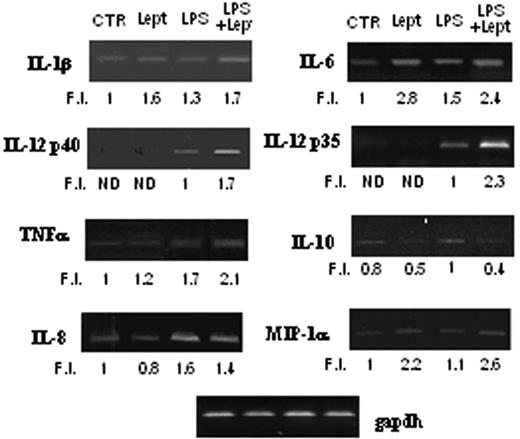 FIGURE 4. Effect of leptin on cytokine and chemokine mRNA levels. Analysis of cytokine and chemokine mRNA levels in untreated (CTR) or leptin-, LPS-, and LPS + leptin-treated DCs was determined by semiquantitative RT-PCR. GAPDH cDNA levels were equivalent in all cell samples analyzed as indicated. Results are expressed as fold induction (FI) over the basal level of untreated DCs. Representative results from one of four donors giving similar results are shown. ND, Not detected.