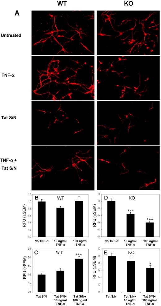 FIGURE 6. TNF-α is neuroprotective in the presence of PAR-2. A, TNF-α pretreatment decreases Tat S/N toxicity in WT primary mouse neuronal cultures (WT), while TNF-α treatment (up to 100 ng/ml) per se does not affect neuronal survival. In contrast, TNF-α-treated neurons from PAR-2 null (KO) animals showed reduced viability that was further exacerbated by treatment with Tat S/N. B, Quantification of MAP-2 reactivity showed that TNF-α does not affect WT neuron survival. C, TNF-α treatment protected PAR-2 WT neurons from Tat S/N neurotoxicity. D, Conversely, TNF-α decreased PAR-2 KO neuronal viability. E, In contrast to WT neurons, TNF-α pretreatment exacerbated Tat S/N-mediated neuronal injury in PAR-2 KO neurons. Each culture was done in triplicate from several different animals. Neuronal survival has been assessed by measuring MAP-2 reactivity and expressed as a relative fluorescence unit (RFU) ± SEM compared with control. (Original magnification: ×400; Tukey-Kramer multiple comparisons test; ∗, p < 0.05; ∗∗, p < 0.01; ∗∗∗, p < 0.001).