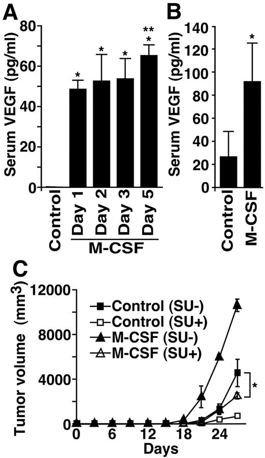 FIGURE 4. M-CSF treatment induced elevation of the plasma VEGF level. A, Mice were treated with M-CSF for 1, 2, 3, or 5 days daily, and the plasma VEGF level was determined by ELISA. Results are indicated as the mean ± SD of eight mice in each group. M-CSF treatment induced the elevation of the plasma VEGF level, but VEGF was not detected in plasma from control mice (∗, p < 0.01). Compared with M-CSF treatment for 1 day, M-CSF treatment for 5 days significantly enhanced the elevation of plasma VEGF (∗∗, p < 0.03). B, Mice were inoculated with LLCs on day 0 and treated with M-CSF daily for 3 days, from day 25. On day 28, the plasma VEGF level was determined. Inoculation of LLCs induced the elevation of plasma VEGF. M-CSF treatment enhanced the elevation of plasma VEGF. The difference in plasma VEGF levels was statistically significant (∗, p < 0.01). Results are indicated as the mean ± SD of eight mice in each group. C, Mice were inoculated with LLCs on day 0 and treated with M-CSF as shown in Fig. 1. From day 9, SU1498 was injected into mice three times a week (SU+). DMSO was injected into mice as a control (SU−). Results are indicated as the mean ± SD of five mice in each group. The M-CSF and SU1498 combined injection inhibited tumor growth, and the difference in tumor growth rate vs. control mice without SU1498 administration was statistically significant (∗, p < 0.05).