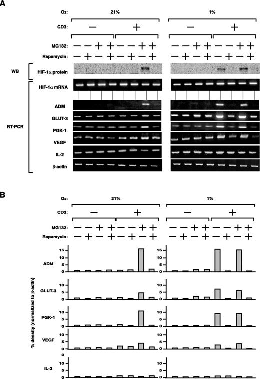 FIGURE 6. Effect of rapamycin on mRNA expression of HIF-1 target and non-target genes. Human peripheral blood T cells were cultured in the absence or presence of 5 μM MG132, 10 nM rapamycin, or 5 μg/ml immobilized anti-CD3 mAb under 21 or 1% oxygen concentration for 18 h. Protein levels of HIF-1α and mRNA levels of HIF-1α and HIF-1 target and non-target genes were determined in immunoblot and RT-PCR, respectively (A). Density of the bands was measured with NIH IMAGE 1.62 software being normalized to β-actin and shown in B. Results are shown as relative density (percentage compared with the sample without treatment (left) or treated with hypoxia alone (right)).