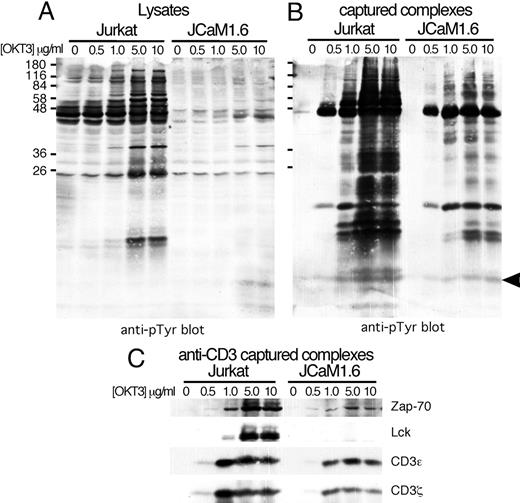 FIGURE 6. CD3ζ phosphorylation and ZAP70 recruitment occur after CD3 stimulation of JCaM1.6 cells. A, Jurkat and JCaM1.6 cells were stimulated with the indicated concentration of plate-bound anti-CD3 (OKT3) for 10 min, after which a sample of the cell lysate was removed from the plate, subjected to SDS-PAGE, and probed with anti-phosphotyrosine. B, Complexes remaining on the mAb-coated plates after removal of lysate from A were recovered as described in Fig. 1A, run on a gel, and probed with anti-phosphotyrosine. C, Membrane from B was probed with Abs to CD3ε, CD3ζ, ZAP70, and Lck. The arrowhead indicates the position of CD3ζ.