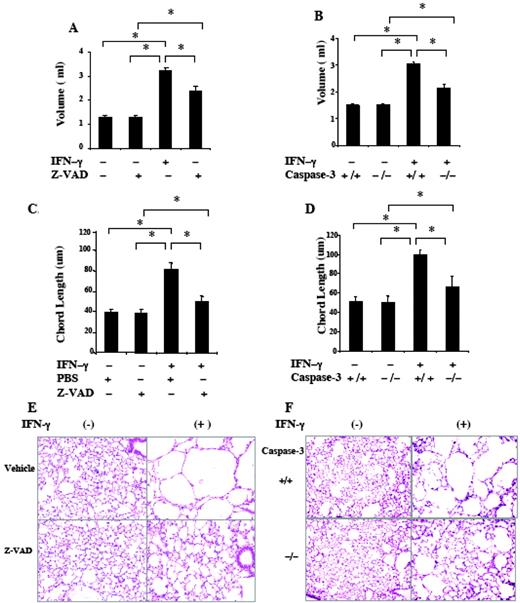 FIGURE 3. Effects of inhibition of apoptosis on IFN-γ-induced emphysema. A, C, and E, Transgene (−) and transgene (+) mice were randomized to receive Z-VAD-fmk or PBS vehicle control and then placed on dox for 2 wk. B, D, and F, We compare transgene (+) mice with WT (+/+) and null mutant (−/−) caspase-3 loci. Lung volume (A and B), chord length (C and D), and alveolar histology (E and F) were evaluated. The values in A–D are the mean ± SEM of evaluations in a minimum of six animals. E and F, Representative of six similar experiments (∗, p < 0.01).