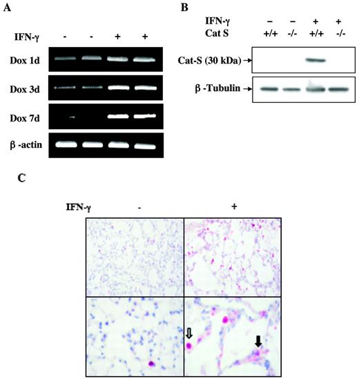FIGURE 4. Regulation of Cat S by IFN-γ. WT (transgene (−)) and transgene (+) mice were randomized to normal water or dox water. At the noted intervals, the levels of Cat S mRNA were evaluated (A). After 4 wk of dox, Western blot analysis (B) and immunohistochemistry were used to identify and localize Cat S (C, top panels, ×10; bottom panels, ×40). The open and solid arrows in C highlight Cat S staining macrophages and alveolar epithelial cells, respectively.