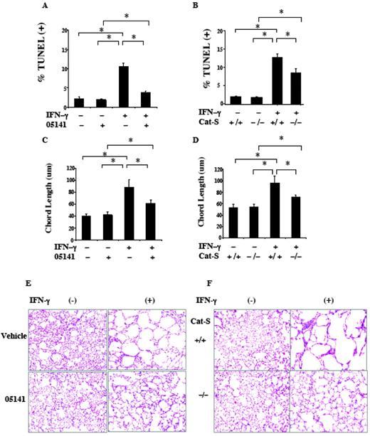 FIGURE 5. Effects of 05141 or a Cat S null mutation on IFN-γ-induced DNA injury/apoptosis and emphysema. A, C, and E, Transgene (−) and transgene (+) mice were randomized to treatment with 05141 or PBS vehicle control and then placed on dox. B, D, and F, We compare transgene (+) mice with (+/+) and null mutant (−/−) Cat S loci. The percentage of cells that were TUNEL (+) (A and B), the chord length of the alveoli (C and D), and the histologic appearance of the tissues (E and F) were evaluated. The values in A–D are the mean ± SEM of evaluations in a minimum of six animals. E and F, Representative of six similar experiments (∗, p < 0.01).