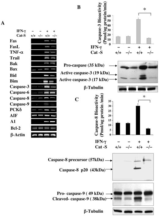 FIGURE 6. Mechanisms of apoptosis and contributions of Cat S in IFN-γ transgenic mice. Transgene (−) and (+) mice with (+/+) and (−/−) Cat S loci were randomized to dox water or normal water for 4 wk. A, Whole lung RNA was extracted and the levels of mRNA encoding key apoptosis-regulating genes were evaluated. B, A bioassay (top) and Western blot (bottom) were used to evaluate the activation of caspase-3. C, A bioassay was used to quantitate caspase-8 activity (top) and Western blots (bottom) were used to assess caspase-8 and -9 activation. A—C, Representative of three similar evaluations.