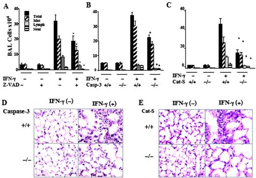FIGURE 7. Roles of apoptosis and Cat S in IFN-γ regulation of inflammation. A, Transgene (−) and (+) mice were treated with Z-VAD-fmk (+) or vehicle and then given dox water. B and C, Transgene (−) and (+) mice with (+/+) and (−/−) caspase-3 and Cat S loci, respectively, were treated with dox. Two weeks later, BAL was undertaken and total cell recovery (A–C) and histology (D and E) were assessed. The values in A–C are the mean ± SEM of evaluations in a minimum of six animals. D and E, Representative of a minimum of four similar evaluations (∗, p < 0.05). Casp-3, Caspase-3.