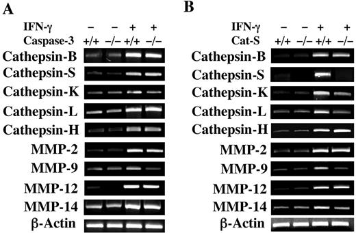 FIGURE 8. Roles of apoptosis and Cat S in IFN-γ regulation of lung proteases. Transgene (−) and (+) mice with (+/+) and (−/−) caspase-3(A) and Cat S (B) loci were treated with dox. Two weeks later, the levels of mRNA encoding the noted cathepsins and MMPs were assessed. The panels are representative of a minimum of four similar evaluations.