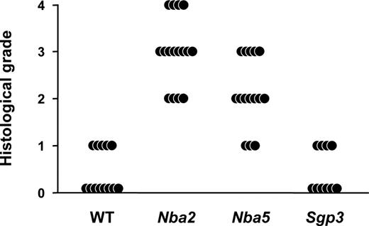 FIGURE 6. Development of GN in B6, B6.Nba2, B6.Nba5, and B6.NZB-Sgp3 male mice bearing the Yaa mutation. The intensity of glomerular lesions was scored on a 0–4 scale. Results from individual mice, sacrificed either moribund or at the end of a 15-mo observation period, are shown (10–16 mice in each group). Incidence of severe GN (grade ≥3) in both B6.Nba2 and B6.Nba5 Yaa males was significantly increased, as compared with B6 and B6.NZB-Sgp3 Yaa males (p < 0.001), and difference between B6.Nba2 and B6.Nba5 Yaa males was significant (p < 0.005).