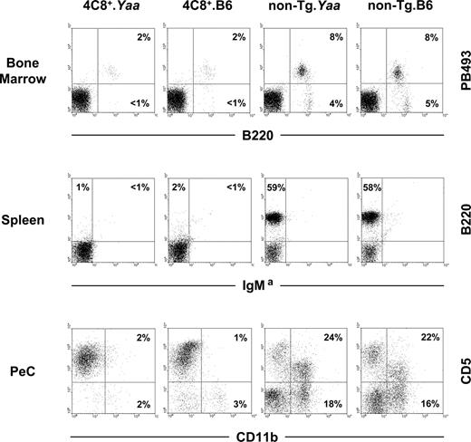 FIGURE 2. Development of 4C8 transgenic B cells in different lymphoid tissues of 4- to 6-wk-old 4C8+.Yaa, 4C8+ non-Yaa, and nontransgenic (non-Tg) Yaa and non-Yaa male mice. Representative results obtained from four to six mice in each group are shown. Numbers indicate percentages based on total gated mononuclear cells. In the bone marrow, 4C8 transgenic mice both with and without the Yaa mutation showed a predominant developmental block at the stage of immature (PB493+B220int) B cells and consequently lacked mature (PB493−B220high) B cells. In the periphery, as illustrated by spleen-cell staining, 4C8+ mice hardly bore any B220+ B cells, neither of transgenic (IgMa) nor of endogenous (IgMb) origin, independent of the presence or absence of the Yaa mutation. Staining of mononuclear PeC cells in non-Tg control mice with mAb against CD5 and CD11b (Mac-1) separated B1a (CD11b+CD5+) and B1b (CD11b+CD5−) cells from T cells (CD11b−CD5+) and conventional B2 cells (double-negative). All B cell subsets were hardly detectable in the PeC of 4C8 transgenic mice with or without the Yaa mutation.