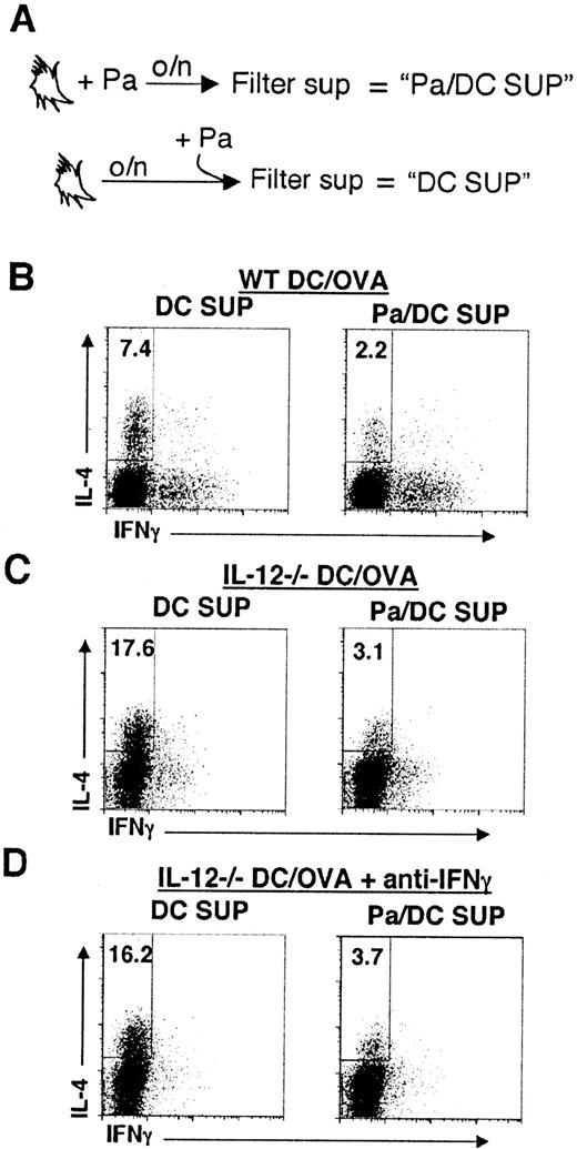 FIGURE 4. Pa-activated DCs release a factor(s) that suppresses Th2 cell development. A, Pa/DC SUP and DC SUP were prepared as shown and as described in greater detail in Materials and Methods. B, OVA-pulsed WT DCs were cocultured for 6 days with OTII CD4+ cells in medium supplemented with DC SUP or Pa/DC SUP. Conditions in C are the same as those in A, except that OVA-pulsed IL-12−/− DCs were used to stimulate OTII T cells. Conditions in D were the same as those in B, except that anti-IFN-γ mAb was included in the OVA/IL-12−/− DC plus OTII CD4+ cell cultures. After 6 days, cells were stimulated with PMA and ionomycin in the presence of brefeldin, stained for surface CD4 and intracellular IL-4 and IFN-γ, and analyzed by flow cytometry. The numbers show the percentages of CD4+ cells that made IL-4. Data are from one experiment, but are typical of those obtained from at least four additional experiments.