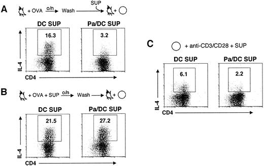 FIGURE 5. TLR-activated DCs exert their effect on T cells to suppress Th2 development. A, IL-12−/− DCs were pulsed with OVA o/n, washed, and combined with OTII CD4+ cells (O) in the presence of neutralizing Ab specific for IFN-γ plus DC SUP or Pa/DC SUP, as indicated; SUPs were generated as shown in Fig. 4A. B, IL-12−/− DCs were pulsed o/n with OVA in medium supplemented with DC SUP or Pa/DC SUP. After this incubation, DCs were washed and cocultured with OTII CD4+ cells (O) in the presence of neutralizing Ab specific for IFN-γ. C, Purified OTII CD4+ cells (O) were stimulated with anti-CD3 plus anti-CD28 in the presence of DC SUP or Pa/DC SUP, as indicated. After 5–6 days, cells were restimulated with PMA and ionomycin in the presence of brefeldin, stained for surface CD4 and intracellular IL-4, and analyzed by flow cytometry. IL-4 in CD4+ cells is shown. The numbers show the percentages of CD4+ cells that made IL-4. Data are from one experiment and are similar to those obtained from one additional experiment.