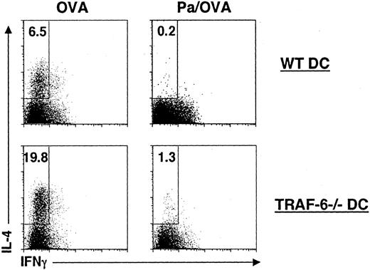 FIGURE 7. TLR-mediated activation of DCs to inhibit Th2 cell development does not require TRAF6. WT or TRAF6−/− DCs were pulsed with OVA with or without Pa o/n, as indicated, washed, added to purified OTII CD4+ cells, and cultured without the addition of Ab or cytokines. After 6 days, cells were restimulated with PMA and ionomycin in the presence of brefeldin, stained for surface CD4 and intracellular IL-4 and IFN-γ, and analyzed by flow cytometry. Data reflect gated CD4+ cells. The numbers show the percentages of CD4+ cells that made IL-4. Data are from one experiment, but are typical of those obtained from two additional experiments.