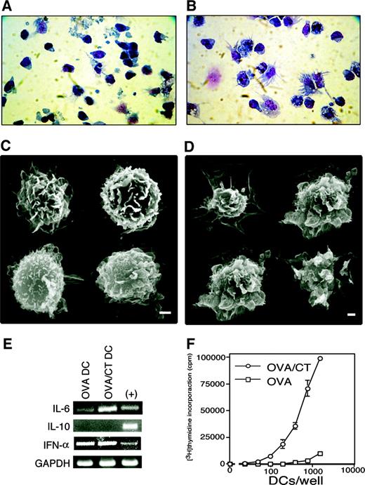 FIGURE 3. Phenotype of lung draining lymph node DCs from OVA- and OVA/CT-treated animals. DCs were evaluated by several criteria: Cytospins and light microscopy of OVA (A) and OVA/CT DCs (B); scanning electron microscopy of OVA (C) and OVA/CT (D) DCs (bar, 1 μm); and RT-PCR for IL-6, IL-10, and IFN-α (E) using RNA isolated from purified DCs. The positive control is RNA isolated from T cells stimulated under neutral conditions in vitro. F, Proliferation of DO11.10 TCR-transgenic T cells induced by OVA and OVA/CT DCs. Data are representative of at least three independent experiments.