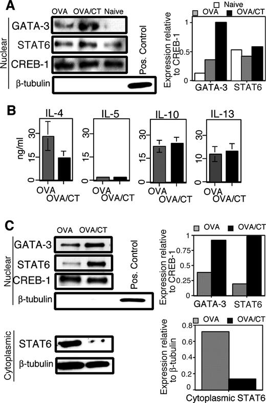 FIGURE 6. Functional characteristics of lung draining lymph node DCs from OVA- and OVA/CT-treated animals. DCs were cultured with naive DO11.10 T cells and specific peptide. A, Western blot analysis of nuclear extracts from primary stimulation (48 h) of T cells with OVA, OVA/CT, or naive DCs. The expression of the exclusively cytoplasmic protein β-tubulin is shown to be absent, thus verifying the purity of the nuclear extracts. The positive control for β-tubulin is a whole cell extract from purified murine T cells. Each blot was scanned by densitometry and the ratio to CREB-1 was calculated and is presented. B, Cytokines in supernatants at the end (5 days) of secondary T cell cultures (using equal numbers of T cells from the primary cultures) as determined by ELISA. C, Western blot analysis of nuclear extracts from secondary stimulation of equal numbers of T cells with fresh OVA or OVA/CT DCs. Also shown are a blot and corresponding densitometric data of cytoplasmic extracts from the same cells.