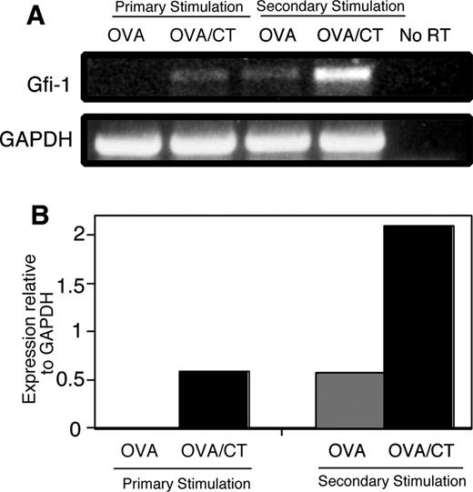 FIGURE 7. Expression of the STAT6-dependent transcription factor Gfi-1 is deficient in OVA-treated animals. A, RT-PCR analysis of RNA extracted from DC-stimulated T cells. The “No RT” control lane represents RT-PCR conducted in the absence of reverse transcriptase (RT) using RNA from OVA/CT DC-stimulated T cells. B, Densitometry data for the Gfi-1 RT-PCR relative to expression of GAPDH. Data are representative of at least three independent experiments.