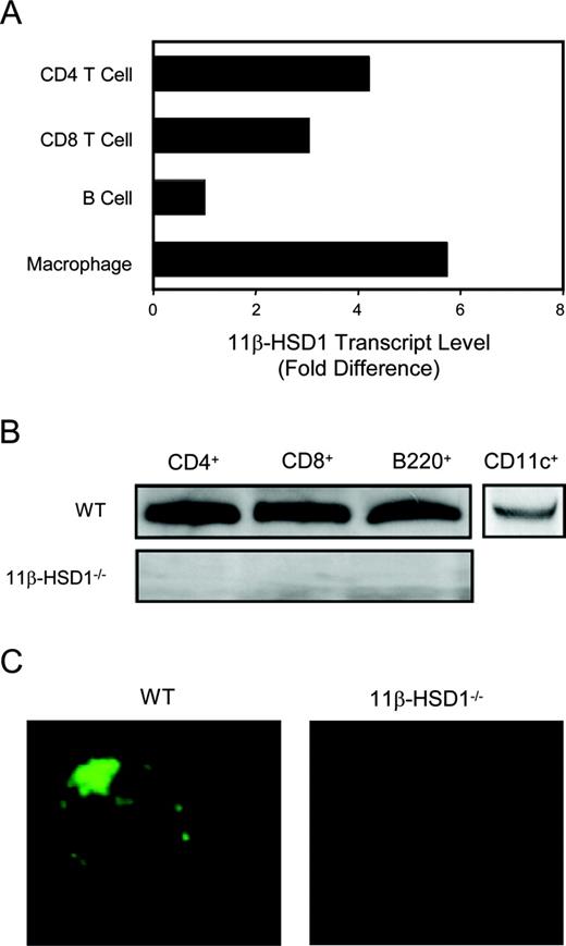 FIGURE 1. The 11β-HSD1 mRNA and protein are expressed in murine lymphocytes. A, 11β-HSD1 transcript levels in primary murine CD4+, CD8+ T cells, B220+ B cells, and Mac-1+ macrophages were analyzed by quantitative RT-PCR. Results were normalized to GAPDH and shown as fold difference relative to levels found in B220+ B cells. B, Western blot analysis of 11β-HSD1 protein expression in primary WT and 11β-HSD1−/− CD4+, CD8+, and B220+ lymphocytes, as well as CD11c+ BMDC. Bands shown correlate with molecular mass of ∼36 kDa. C, Cytoplasmic localization of endogenous 11β-HSD1 by immunofluorescence. Purified CD4+ T cells from C57BL/6 WT and 11β-HSD1−/− mice were fixed, permeabilized, and immunostained for 11β-HSD1. All results shown are representative of ≥3 independent experiments.