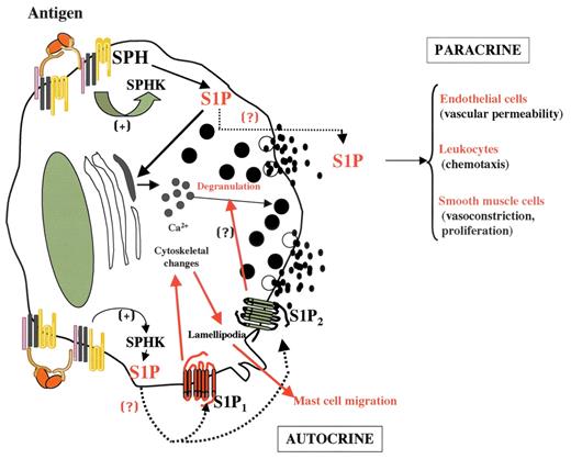 FIGURE 1. Role of S1P and its receptors in mast cell functions. Cross-linking of the FcεRI by IgE/Ag in mast cells results in the rapid activation and translocation of SphK to the plasma membrane and the generation of S1P. S1P, independently of phospholipase Cγ (PLCγ) activation and IP3 generation, is thought to mobilize calcium from intracellular stores, which is necessary for mast cell degranulation. However, the nature of the intracellular calcium pools targeted by S1P has not been determined, although in this figure, it is illustrated as an endoplasmic reticulum calcium pool. S1P is secreted by activated mast cells to the extracellular medium by mechanisms that have not yet been elucidated. Furthermore, generated S1P is able to rapidly bind and activate its receptors S1P1 and S1P2 on the plasma membrane. S1P1 induces cytoskeletal rearrangements, leading to the movement of mast cells toward an Ag gradient, whereas transactivation of S1P2 enhances the degranulation response. Mast cell-secreted S1P can also promote inflammation by activating and recruiting other immune cells involved in allergic and inflammatory responses. Because S1P also profoundly affects endothelial cell function, and induces contraction and proliferation of airway smooth muscle cells, and its levels are elevated in the bronchial lavage of asthmatic individuals after Ag challenge, secretion of S1P by mast cells could be of relevance in this pathology. Mast cell granules are illustrated as black circles, and the process of degranulation as granules in contact with the plasma membrane emptying their content (smaller black dots). The thick, solid black arrow represents the intracellular actions of S1P, the dotted lines represent the release of S1P to the extracellular medium, and the red solid arrows, represent the signaling pathways activated via S1P receptors.