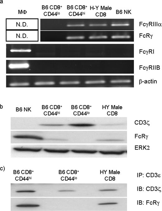 FIGURE 2. Activated self-specific CD8 T cells express a low affinity FcR similar to NK cells. Cells were activated as described in Fig. 1. a, RT-PCR analysis of FcγRIIIα, FcRγ, FcγRI, and FcγRIIB transcripts present in activated cells. RNA from the J774 macrophage cell line was used as a positive control for FcγRI and FcγRIIB. b, Whole cell lysates of the activated cells were subjected to immunoblot analysis for the detection of FcRγ and CD3ζ protein. Blots were stripped and reprobed with anti-ERK2 as a loading control. c, Activated cells were lysed, and the lysates were immunoprecipitated (IP) with anti-CD3ε Ab. The immunoprecipitates were then immunoblotted (IB) with anti-CD3ζ or anti-FcRγ mAbs. N.D., not determined.