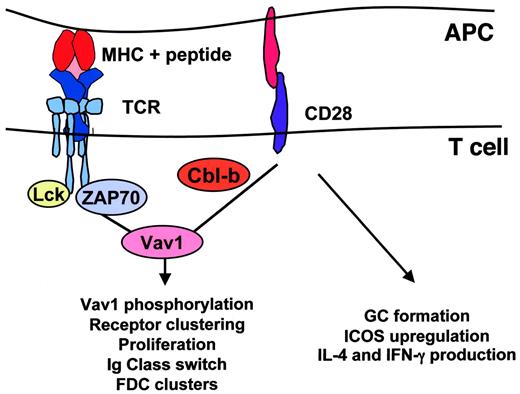 FIGURE 8. Hypothetic model of CD28 signaling. Cbl-b regulates signaling pathways downstream of CD28, including Vav1 activation, receptor clustering, proliferation, VSV-specific Ig class switching, and FDC formation. By contrast, our genetic data indicate that ICOS up-regulation, GC formation, and production of IFN-γ and IL-4 are under the control of signaling pathways independent of Cbl-b-regulated Vav1 activity.