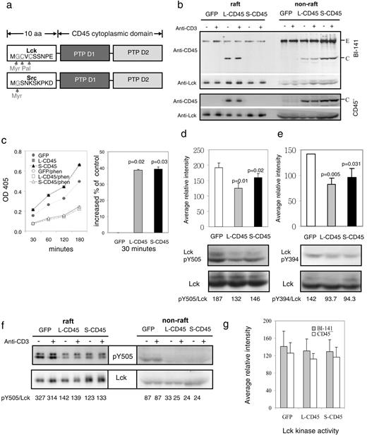 FIGURE 2. Chimeric CD45 fusion proteins predictably partition within appropriate membrane microdomains, retain phosphatase activity, and affect baseline Lck phosphorylation status, but not Lck kinase activity. a, Schematic of raft-targeted L-CD45 and nonraft targeted S-CD45 fusion proteins. The N-terminal 10-aa residues from Lck (L) or Src (S) were fused to the CD45 cytoplasmic tail. The Lck N terminus contains both myristoylation (G) and palmitoylation (C) sites and targets proteins to lipid rafts, whereas the Src N terminus contains only a myristoylation (G) site and targets proteins to nonraft membrane. b, L-CD45 primarily partitions within lipid raft fractions, whereas S-CD45 partitions within nonraft fractions. Raft and nonraft fractions from GFP, L-CD45, and S-CD45 BI-141 (upper panel) and CD45− (lower panel) T cell transductants were analyzed for the presence of L-CD45 or S-CD45 chimeric proteins using anti-CD45 Ab. Lck levels serve as fractionation and loading controls. Where indicated, cells were stimulated with anti-CD3 for 8 min (+). Bands corresponding to chimeric (C) and endogenous (E) CD45 proteins are indicated. c, Chimeric proteins retain phosphatase activity. L-CD45- (▪), S-CD45- (▴), or GFP (•)-expressing CD45− T cells were lysed, and total cellular tyrosine phosphatase activity was assayed using p-phenylphosphate as a substrate and measuring released p-nitrophenol. Open symbols represent activity in the presence of the tyrosine phosphatase inhibitor phen and demonstrate the specificity of enhanced phosphatase activity in L-CD45- and S-CD45-expressing cells. The percent increase in phosphatase activity in L-CD45 and S-CD45 relative to GFP is shown in the right panel. Whereas there is significant difference between phosphatase activity in L-CD45- vs GFP-expressing (p = 0.02) or in S-CD45- vs GFP-expressing cells (p = 0.03), there is no significant difference between phosphatase activity in L-CD45- and S-CD45-expressing cells. d and e, BI-141 or CD45− T cells expressing GFP, L-CD45, or S-CD45 were lysed, and an aliquot was subjected to immunoblot analysis using antisera specific for total Lck (bottom panel); d, the inhibitory phosphorylated tyrosine LckY505, or the positive regulatory phosphorylated tyrosine LckY394 (e). Densitometry was used to quantitate levels of phosphorylated pLckY394 (in BI-141 transductants) and pY505Lck (in CD45− transductants; d and e) relative to total Lck. Average relative intensities from three independent experiments are shown, and a representative blot and densitometry values normalized to total Lck are shown below. The p values demonstrate a significant decrease in levels of pY394 (p = 0.005 and 0.031) and pY505 (p = 0.01 and p = 0.02) in both L-CD45 and S-CD45 transductants relative to GFP control transductants. Significant differences between L-CD45- and S-CD45-expressing transductants were not observed (p = 0.16 and 0.11). f, L-CD45 and S-CD45 expression reduces Lck Y505 phosphorylation in both detergent-insoluble raft and soluble nonraft fractions. BI-141 transductants were left unstimulated or were stimulated for 8 min with anti-CD3, and raft and nonraft fractions were isolated using sucrose density centrifugation. Pooled fractions were subjected to Western blot analysis using anti-pY505 Lck-specific Ab. Densitometry was used to quantitate pY505 relative to total Lck levels (bottom panel), and normalized values are shown below the blot. g, Lck was immunoprecipitated from the remainder of the lysates and subjected to in vitro kinase assay using GST-ζ as substrate. Levels of phosphorylated GST-ζ from four independent experiments were quantitated using densitometry, and the average relative intensity is shown. No significant differences in Lck activity were found between GFP, L-CD45, or S-CD45 transductants, probably due to compensatory contributions of L-CD45 and S-CD45 phosphatase activity to both Lck Y505 and Y394.