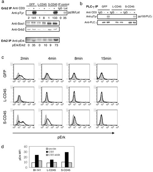 FIGURE 4. S-CD45 expression does not enhance Lat association with Grb2/Sos or phosphorylation of PLCγ, but does enhance and sustain ERK activation/phosphorylation. a, BI-141 T cell transductants were left unstimulated or were stimulated with anti-CD3 for 5 min and lysed in 1% 50 mM Tris, 1% Nonidet P-40, and 2 mM EDTA. Total cell lysates were immunoprecipitated with anti-Grb-2 or anti-ERK2 (a) or with anti-PLCγ (b) and immunoblotted with anti-pTyr (a and b), anti-Grb-2, anti-Sos, anti-ERK2 (a), anti-ERK2 or Lat (not shown), or anti-PLCγ (b). Densitometry was used to quantitate levels of pp36 relative to total Lat, pERK relative to ERK2, and pp155 relative to PLCγ loading controls, and values are shown below each of the corresponding lanes. c, BI-141 parental cells or S-CD45- or L-CD45-expressing T cells were left unstimulated (shaded) or were stimulated through their TCRs for 2, 4, 8, or 15 min (solid dark line). Cells were fixed, permeabilized, and stained with an Ab specific for phosphorylated/activated ERK, followed by secondary goat anti-rabbit IgG for detection. d, Mean fluorescence intensity (MFI) of phospho-ERK expression in unstimulated cells (□) or cells stimulated with anti-CD3 in the absence (▪) or the presence (CD3-inhib; ▦) of U0126 Mek1/2 inhibitor.