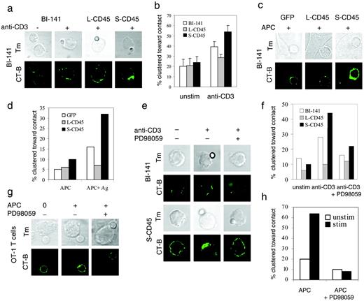 FIGURE 6. S-CD45 expression enhances MEK-dependent lipid raft clustering at the TCR contact site. a and b, GFP, L-CD45, or S-CD45 T cells were stimulated with anti-CD3-coated beads (+), were left unstimulated (−; a and b), or were stimulated with Ag-pulsed (+) APC (c and d) for 30 min, and lipid rafts were visualized with FITC-conjugated cholera toxin β subunit and confocal microscopy. Transmission images (TM) show the position of the bead:cell interface (top), and fluorescence images show characteristic lipid raft clustering patterns (bottom). The percentage of T cell transductants clustering lipid rafts at the T cell:bead (b) or the T cell:APC (d) interface was quantitated by analyzing at least 50 conjugates for each condition. The observed differences in raft clustering between L-CD45 and GFP (p = 0.04), L-CD45 and S-CD45 (p = 0.003), and S-CD45 and GFP (p = 0.03) were statistically significant. GFP-, L-CD45-, or S-CD45-expressing BI-141 T cells (e and f) or primary OT-1 T cells from TCR transgenic mice (g and h) were incubated with 50 μM PD98059, a specific MEK inhibitor, for 1 h before stimulation with anti-CD3-coated beads (e and f) or OVA/Kb-expressing APCs (larger cells; g and h), and lipid rafts were visualized as described in a. Control T cells were cultured in the presence of carrier DMSO. The percentage of transfected T cells clustering lipid rafts toward the contact cap was quantitated and demonstrates specific PD98059 inhibition of CD3- (f) and Ag-induced (h) raft clustering. Data shown in a and b, c and d, e and f, and g and h are representative of three, two, one, and two independently performed experiments, respectively.