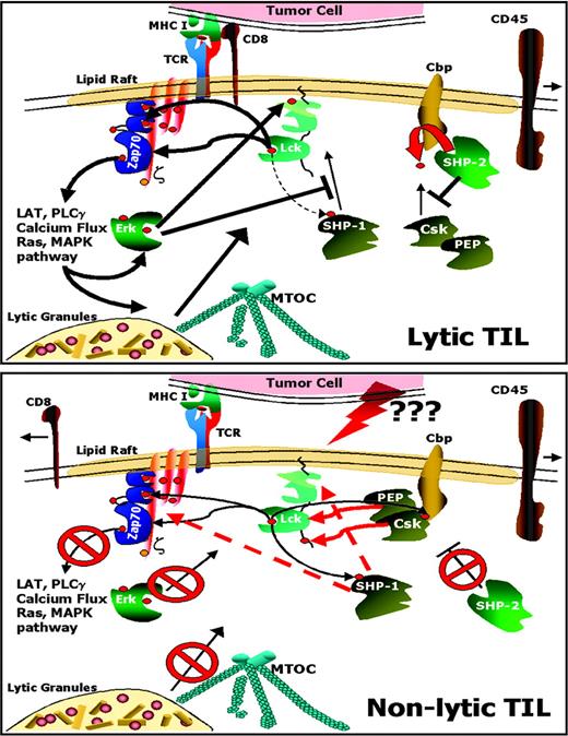 FIGURE 7. TCR signaling in TIL. a, Lytic TIL. Because lytic TIL are no longer under the influence of the tumor, TCR stimulation induces the signaling cascade, which results in full activation of ZAP-70. This initiates subsequent downstream events such as: calcium flux, activation of the Ras/MAPK pathway, and MTOC and lytic granule mobilization. Because Shp-2 is recruited to the tumor cell:TIL contact site rapidly upon recognition of tumor cells, it can dephosphorylate Cbp, thereby blocking recruitment of Csk and proline-glutamic acid-, serine- and threonine-enriched protein tyrosine phosphatase (PEP) into proximity to their substrate p56lck. b, Nonlytic TIL. Upon TCR stimulation, nonlytic TIL initiate triggering: activation of p56lck, phosphorylation of CD3ζ, and recruitment of ZAP-70. However, due to an unknown contribution by the tumor, transduction of the signal cannot progress past recruitment of ZAP-70. Instead, p56lck feedback inhibition pathways are activated involving recruitment to the CS of the negative regulator Csk, which phosphorylates p56lck at the inhibitory motif (Y505). (PEP recruitment is suggested by the recruitment of its interacting partner Csk, but has yet to be determined.) Csk is recruited to the CS by its binding partner Cbp. In addition, Shp-1 is recruited to the CS, where it may interact with its substrates. This causes early termination of the TCR signaling cascade, preventing calcium flux and MTOC and lytic granule recruitment.