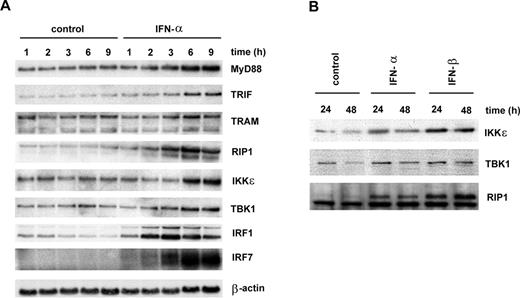 FIGURE 4. Expression of TLR signaling molecules in IFN-α-treated macrophages. A, Macrophages were stimulated with IFN-α (100 IU/ml) and analyzed by Northern blotting with indicated cDNA probes. B, IKKε, TBK1, and RIP1 protein expression was analyzed by Western blotting in IFN-α or IFN-β (100 IU/ml) treated macrophages.
