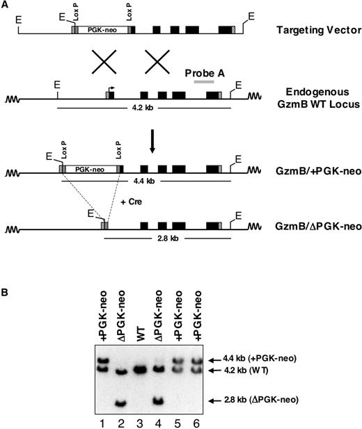 FIGURE 1. Targeting strategy and screening. A, Targeting vector used for homologous recombination containing the PGK-neo selection cassette flanked by two LoxP recombination sites. Recombination of the targeting vector with the endogenous allele results in formation of GzmB+/−/+PGK-neo ES cells. Transfection of a Cre-expressing plasmid in GzmB+/−/+PGK-neo ES cells results in excision of the PGK-Neo selection cassette through recombination of the flanking LoxP sites and formation of GzmB+/−/ΔPGK-neo ES cells. E, EcoRI. Probe A was used for the Southern blot shown in B. B, Southern blot analysis of EcoRI-digested tail DNA derived from WT mice or heterozygous mice containing the GzmB+/−/+PGK-neo or GzmB+/−/ΔPGK-neo mutations. The expected fragment sizes are shown.