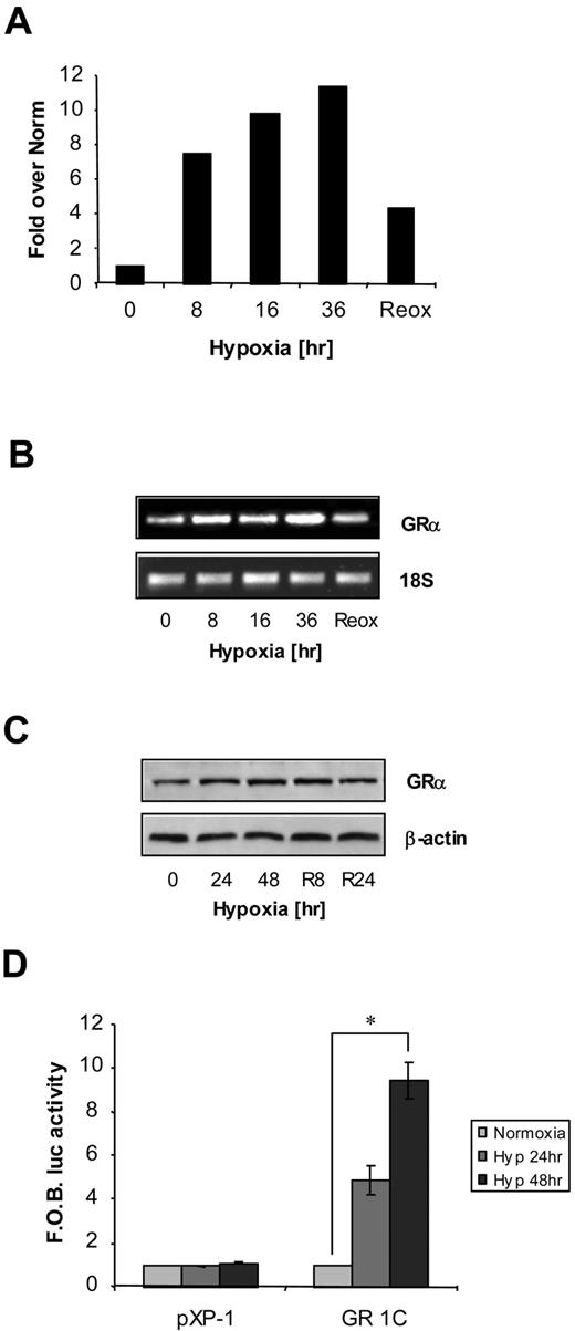 FIGURE 1. Hypoxia stimulates an up-regulation of the GR. HK-2 cells were incubated in hypoxia (hyp) at 1% atmospheric O2 (20 torr) for various time points (0–48 h). Cells were also maintained at 21% atmospheric O2 (147 torr) for normoxic (norm) and reoxygenation (reox) (6 h) treatments. Affymetrix microarray analysis (A) and RT-PCR analysis (B) revealed an up-regulation of the GR at the mRNA level. Microarray results were expressed as fold over normoxic (0 h) controls (pooled n = 4). RT-PCR results are representative of three individual experiments. Protein expression for the GRα was also increased in hypoxia (C) as assessed using SDS-PAGE and Western blot analysis. Again results are representative of blots from three individual experiments. Exposure of cells transfected with a GR promoter-luciferase reporter construct to hypoxia revealed a significant increase in activity (D) compared with empty construct (PxP1). Results are expressed as fold over basal PxP1 relative luciferase unit values ± SEM at normoxia (n = 6), hypoxia at 24 h (n = 3), and hypoxia at 48 h (n = 6). ∗, p < 0.01.
