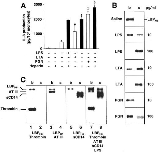 FIGURE 6. A, Effects of heparin on TLR2-induced IL-8 production in whole blood. Citrated whole blood from healthy donors was diluted 1/1 with RPMI 1640 medium and treated for 4 h at 37°C with the TLR4 agonist LPS (10 ng/ml) or the TLR2 agonists LTA (10 μg/ml) and PGN (10 μg/ml), in the presence or absence of 100 IU/ml unfractionated heparin. Secreted IL-8 levels were determined by ELISA. Data are expressed as mean ± SD (n = 3). ∗ vs †, p < 0.05; ‡ vs §, p < 0.05. B, LPS and LTA compete with LBP for binding to heparin. Heparin-agarose (50 μl) was incubated for 2 h at room temperature with 2 μg of recombinant histidine-tagged human LBP (LBPH6), with or without 10 or 100 μg/ml LPS, LTA, or PGN as indicated. Agarose beads (b) and supernatants (s) were analyzed by SDS-PAGE, and protein bands were visualized by Coomassie staining. C, LBP binds to ternary complexes of heparin, AT III, and thrombin. Heparin-agarose (50 μl) was incubated for 2 h at room temperature with 2 μg of recombinant histidine-tagged human LBP (LBPH6) and 5 μg of bovine thrombin (lanes 1 and 2, LBPH6, Thrombin), LBP and 5 μg of human AT III (lanes 3 and 4, LBPH6, AT III), LBP and 5 μg of recombinant soluble human CD14 (lanes 5 and 6, LBPH6, sCD14), or 5 μg of LBP, 5 μg of thrombin, 5 μg of AT III, 5 μg of soluble CD14, and 10 μg/ml LPS (lanes 7 and 8, LBPH6, Thrombin, AT III, sCD14, LPS). Agarose beads (b) and supernatants (s) were analyzed by SDS-PAGE, and protein bands were visualized by Coomassie staining. Note that LPS displaces some of the heparin-bound LBP. The mobilities of the individual proteins are indicated on the left.