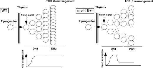 FIGURE 7. Schematic illustration of mel-18 function in the pre-β rearrangement proliferation of early T progenitors through the maintenance of Hes-1 gene expression.