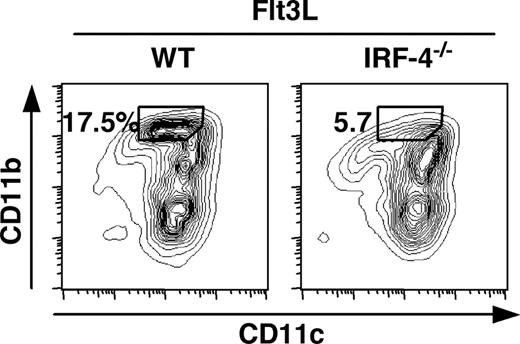 FIGURE 8. A reduction in the CD11bhigh subpopulation in IRF-4−/− BMDCs generated in the presence of Flt3L. BMDCs generated in the presence of Flt3L from WT and IRF-4−/− mice were analyzed for CD11c and CD11b expression. The percentages of CD11c+CD11bhigh population are shown. Data are representative of three independent experiments.