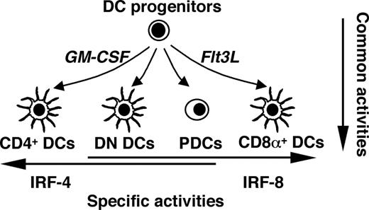 FIGURE 10. A model for the roles of IRF-4 and IRF-8 in DC development. DC subsets can be arranged according to the expression of and requirement for the IRFs. Through common and specific activities, the two IRFs together regulate development of the conventional DC subsets as well as PDCs. The roles of IRF-4/IRF-8 are recaptured in GM-CSF- and Flt3L-mediated DC development in vitro.