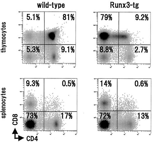 FIGURE 2. Flow cytometrical analysis of thymocytes and splenocytes. The cells from wild-type and Runx3-transgenic mice were stained for CD4 and CD8 and processed for flow cytometry. Numbers given in the individual quadrants indicate the percentage of cells of each type.