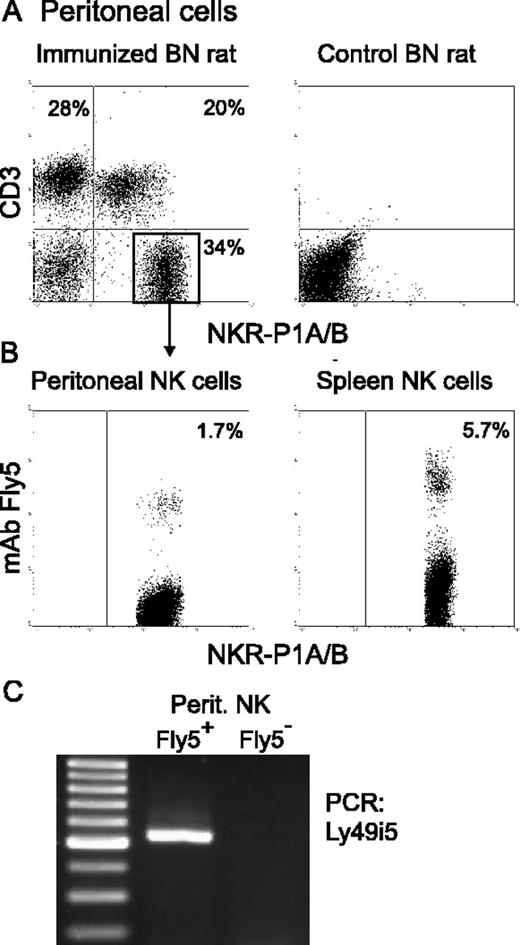FIGURE 6. Fly5+ NK cells from BN strain rats express the Ly49i5 receptor for a u-encoded class Ib ligand; failure to be recruited to the peritoneal cavity of BN rats (n haplotype) following repeated u alloimmunizations. A, Peritoneal exudate cells from immunized and nonimmunized control BN rats were analyzed for the presence of NK cells, NKT cells, and T cells. B, Fly5 staining of peritoneal and splenic NK cells from an immunized BN rat. Only 1.7% of the CD3−NKR-P1A/Bbright peritoneal NK cells were Fly5+, which was less than among splenic NK cells from the same animal (5.2%). C, Detection of Ly49i5 mRNA in Fly5+, but not Fly5− BN peritoneal NK cells by RT-PCR.
