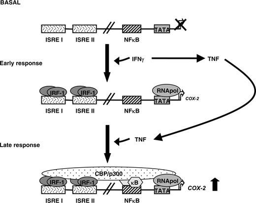 FIGURE 8. Model of COX-2 induction by IFN-γ. IFN-γ stimulation induces an early response that allows the binding of IRF-1 to ISRE I and ISRE II of the mouse COX-2 promoter. At the same time, IFN-γ stimulation induces TNF secretion, which in autocrine fashion activates NF-κB that binds to their corresponding elements of the promoter. This simultaneous binding of IRF-1 and NF-κB allows a more efficient binding of transcription coactivators as CPB/p300 and the basal transcription machinery.