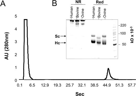 FIGURE 4. Single-step affinity purification of IgA from human breast milk and bovine colostrums. A, A representative trace of SSL7-purified IgA from human breast milk, bovine or ovine colostrums is shown as absorbance units (AU) at 280 nm. One milliliter of diluted (40 mg/ml) milk or colostrums was passed through the 0.7-ml column at a flow rate of 10 ml/min, and bound protein was eluted with 50 mM glycine (pH 11.0). B, SDS-PAGE of eluted proteins indicates equivalent amounts of bovine SC (75 kDa) and bovine IgA H chain (55 kDa) that migrated as a single species of ∼400 kDa under nonreducing conditions that resolved into SC and IgA H chain under reducing conditions.