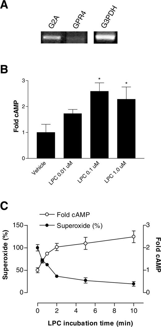 FIGURE 6. G2A expression and LPC-induced cAMP elevation in human neutrophils. A, Predominant expression of G2A transcript compared with GPR4 transcript in isolated human neutrophils, as detected by RT-PCR. G3PDH was used as a housekeeping gene control. B, Neutrophils were stimulated with vehicle (0.25% ethanol) or LPC at 10 nM, 100 nM, and 1 μM in the presence of 1 mM IBMX in DMEM at 37°C for 2 min. Changes in the intracellular cAMP concentration were determined by ELISA and are shown as the fold increase over baseline. ∗, p < 0.05 for LPC at 100 nM and 1 μM. Data shown are the mean ± SEM from one representative experiment with triplicate measurements. C, Time required for the inhibitory effect of LPC to occur in treated neutrophils (•). The results are plotted with the time course of LPC-induced elevation of intracellular cAMP (○). LPC was used at 1 μM in these experiments. The data shown are the mean ± SEM from at least three experiments.