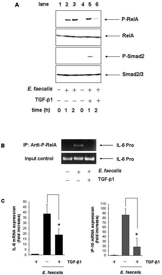 FIGURE 11. A–C, TGF-β inhibits RelA phosphorylation and NF-κB-dependent proinflammatory gene expression in E. faecalis-stimulated Mode-K cells. Mode-K cells were stimulated with E. faecalis (moi of 100) in the absence or presence of TGF-β1 (20 ng/ml). A, Total protein was extracted, and 20 μg of protein was subjected to SDS-PAGE, followed by phospho-RelA, RelA, phospho-Smad2, and Smad2/3 immunoblotting using the ECL technique. Representative results from two to three independent experiments are shown. B, Phospho-RelA DNA binding to IL-6 gene promoters was measured using ChIP analysis, as described in Materials and Methods. Input control shows equal immunoprecipitation using anti-phospho-RelA Ab. C, Mode-K cells were stimulated for 12 h. Total RNA was extracted and reverse transcribed, and real-time PCR was performed using the Light Cycler system with specific primers for murine IL-6, IP-10, and GAPDH. The induction of IL-6 and IP-10 mRNA was calculated relative to untreated controls (fold increase) using the crossing point of the log-linear portion of the amplification curve after normalization with GAPDH. The bars represent the combined mean value (±SD) of three experiments. ∗, p value <0.05.