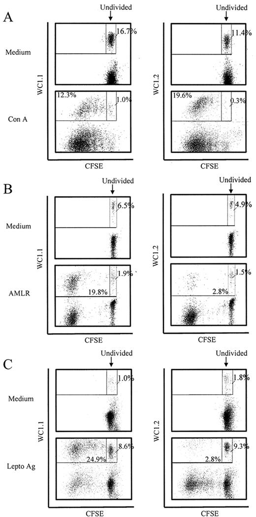 FIGURE 3. Proliferation of cultured WC1.1+ and WC1.2+ γδ T cells analyzed by CFSE. CFSE-loaded PBMC stimulated with Con A (A), AMLR (B), or leptospira Ag (C) and their accompanying medium control cultures were stained for cell surface phenotype WC1.1 or WC1.2 by indirect immunofluorescence (ordinate) and analyzed for cell division (abscissa) by flow cytometry. Results are presented as dot plots of 10,000 cells in each panel and are representative of experiments performed with PBMC from three different animals and typify responses represented by data reported in Fig. 2. Cells above the horizontal line were positive for the cell surface marker indicated, and dividing cells were those with decreased CFSE intensity. The percentage of cells in various regions is indicated. In some experiments CFSE loading resulted in greater fragility of the γδ T cells in medium cultures as culture time increased, as shown in C.
