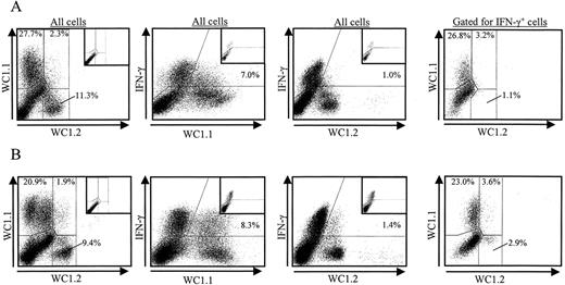 FIGURE 4. IFN-γ production by WC1.1+ and WC1.2+ γδ T cells in response to various stimuli. PBMC in leptospira Ag-stimulated (A) and IL-12-stimulated (B) cultures, stained via direct (zenon Alexa Fluor 499-labeled anti-WC1.2 mAb CACTB32A) and indirect (anti-WC1.1 mAb BAG25A with PE-conjugated isotype-specific secondary and biotin-labeled anti-IFN-γ mAb with streptavidin-PerCP) immunofluorescence, were analyzed via flow cytometry for the expression of WC1.1 and WC1.2 (50,000 events; left-most panels). The middle panels show IFN-γ staining vs WC1.1 (middle-left) or vs WC1.2 (middle-right). The right-most panels show the same cells as in the left panels, except that they include only those cells gated as IFN-γ+. The percentage of cells positive for WC1.1 or WC1.2 is provided relative to the total number of cells for the panel. Insets located in the upper right corner show the same plot without primary Abs (controls) or, in the case of IFN-γ, without staining for WC1. Results are representative of three experiments performed for each culture condition.