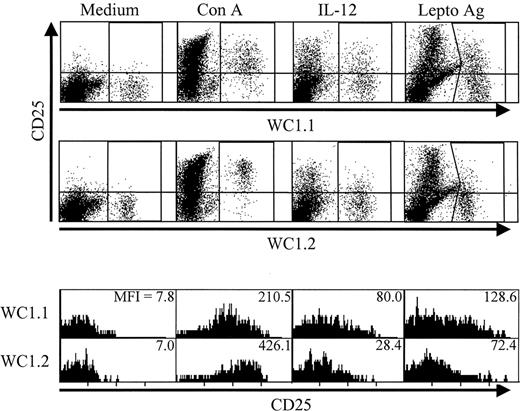 FIGURE 5. CD25 expression on WC1 subsets after culture with various stimuli. WC1+ subsets within PBMC were stained for CD25 expression after culture with medium or Con A (24 h), IL-12 (3 days), or leptospira Ag (5 days). Culture times were different depending upon the strength of the stimulus, except for medium control cultures, which were stained at 24 h because thereafter the cells may begin to die due to lack of stimulus. The top two rows represent the dot plots for two-color staining of CD25 vs the indicated form of WC1, whereas the bottom panels are histograms of the same cultures representing WC1.1+ (top row) or WC1.2+ (bottom row) cells only, with mean fluorescence intensity (MFI) shown (isotype control staining has an MFI of 2.9). Results are representative of three experiments performed.